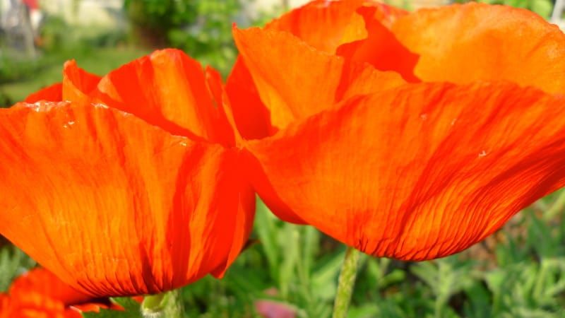 OVERWHELMED, I SLOW DOWN AND BLOSSOM
