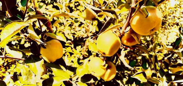 A LATE SUMMER REQUEST FOR BLESSINGS