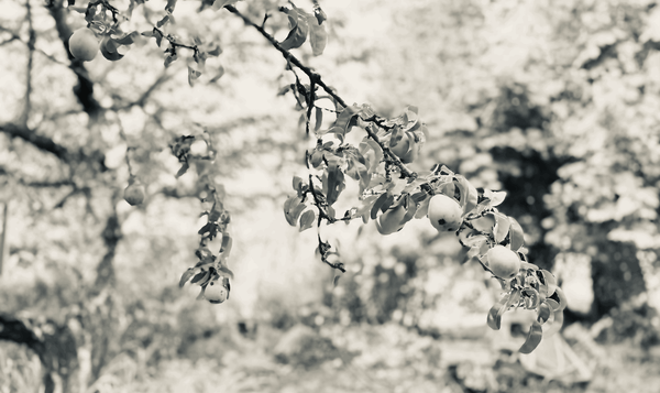 HOW DO I ATTEND THEE?