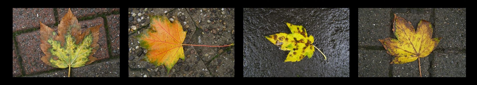Four images, each of a single autumnal leaf lying on wet brick or concrete