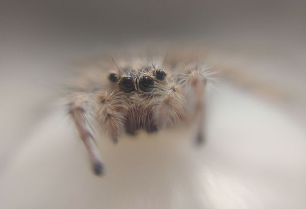 Thinking with Consent in the Digital Classroom