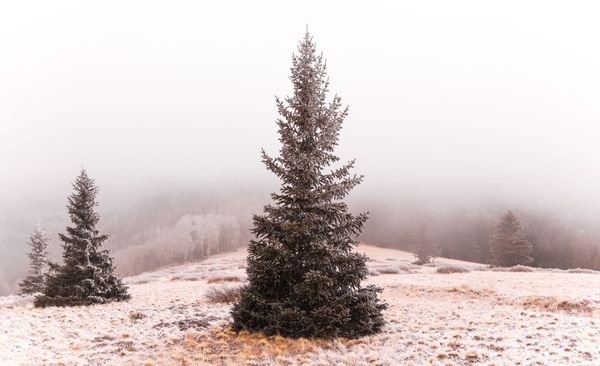 On Renewal: Hybrid Pedagogy’s 2020 List of Lists