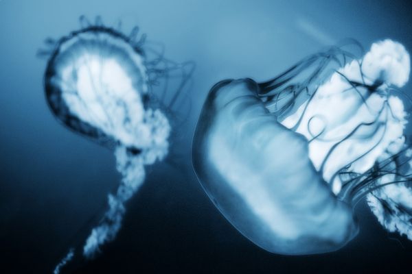 Flipping Faculty Development: Teacher Training and Open Education