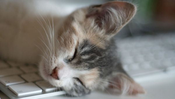 Will MOOCs Work for Writing?