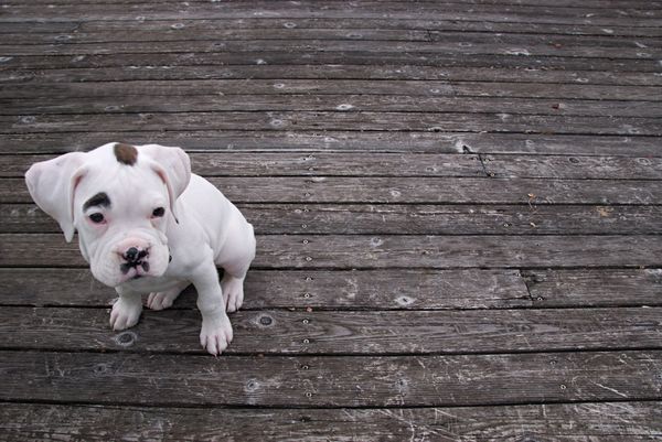 Collaborative Peer Review: Gathering the Academy’s Orphans