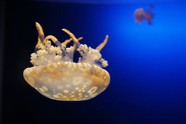 Double Flip: 3 Insights Flipping the Humanities Seminar