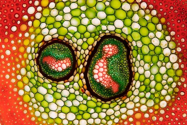 Organic Writing and Digital Media: Seeds and Organs