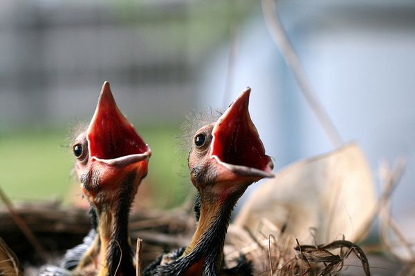 Twitter Theory and the Public Scholar