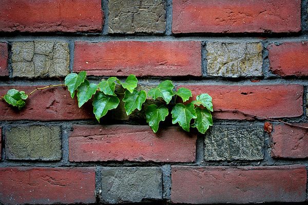 Infiltrating the Walled Garden