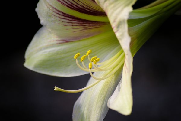 The Pleasures, the Perils, and the Pursuit of Pedagogical Intimacy