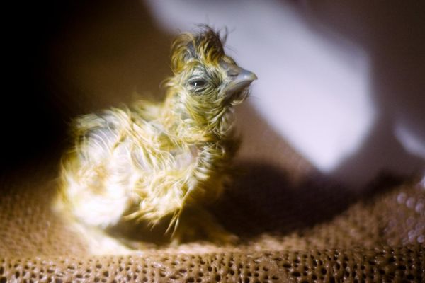 Cracking Open the Curriculum