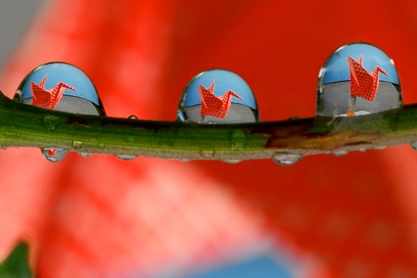 Bonds of Difference: Illusions of Inclusion