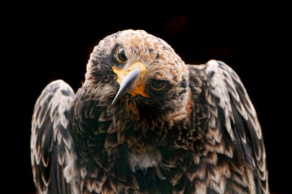 Breaking up with Facebook: Untethering from the Ideological Freight of Online Surveillance