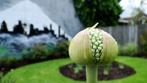 Trust, Agency, and Connected Learning