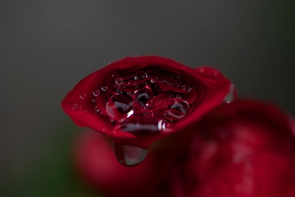 Love in the Time of Peer Review