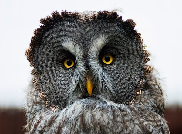 The Rules of Twitter