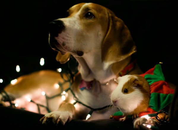 Hybrid Pedagogy’s 2014 List of Lists