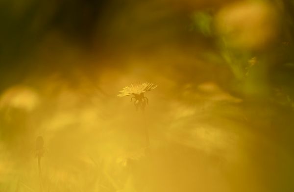 Inner Voice, Criticality, and Empathy