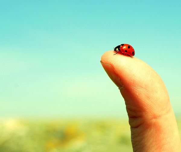 Making a Space for the Digital and the Scholarly: The Editor as Teacher