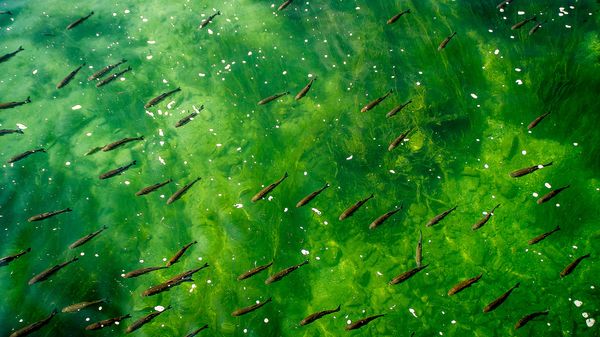 Turned On: On the Impossibility of Queer (and) Composition