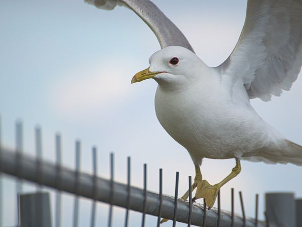Peeking Under the Rug: Build a “Candid” Teaching Portfolio