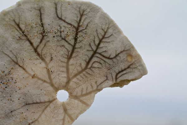 Rationalizing Sisyphus