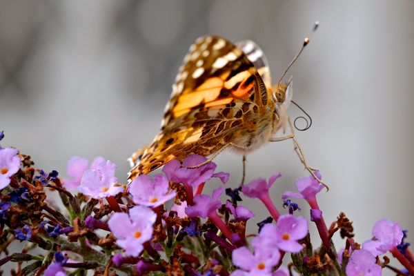 Challenging Our Pedagogy: Hybrid Pedagogy’s Editors’ Picks