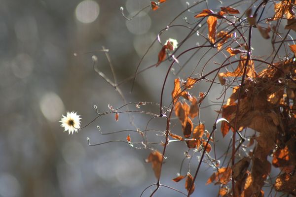 From Under the Volcano
