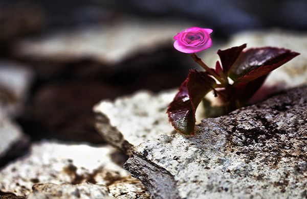 Fountain: Scholarship and the Illusion of Permanence