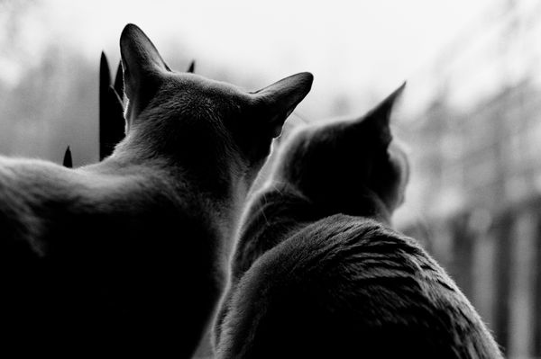 Separate but Equal: Substitute Teaching Done Right