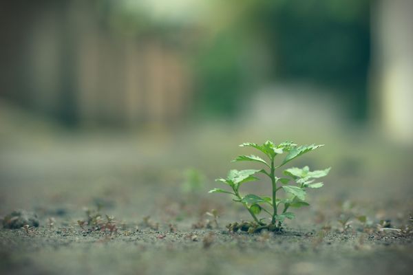 “College Readiness” versus “Ready for College”