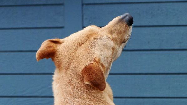 Giving Voice to Written Words