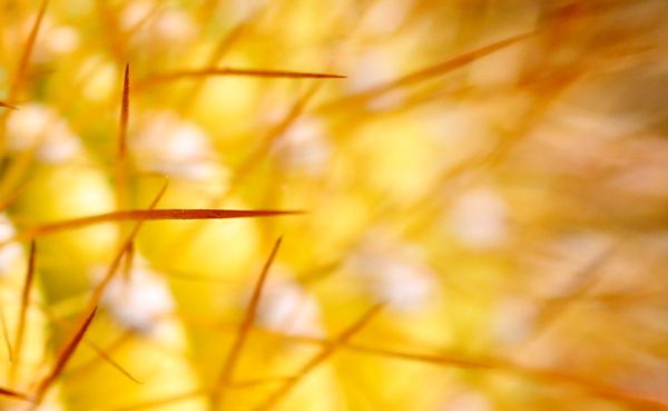 Risk and Event-Based Pedagogies