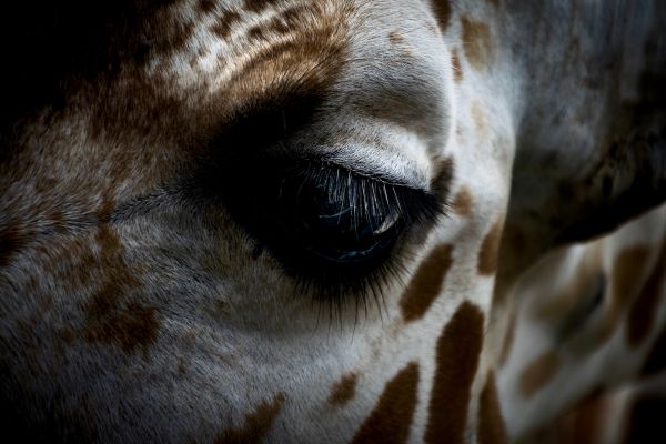 Ethical Online Learning: Critical Pedagogy and Social Justice