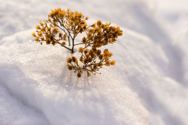 Disruptive Pedagogy and the Practice of Freedom