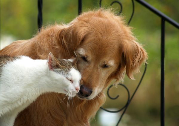 A Pedagogy of Kindness