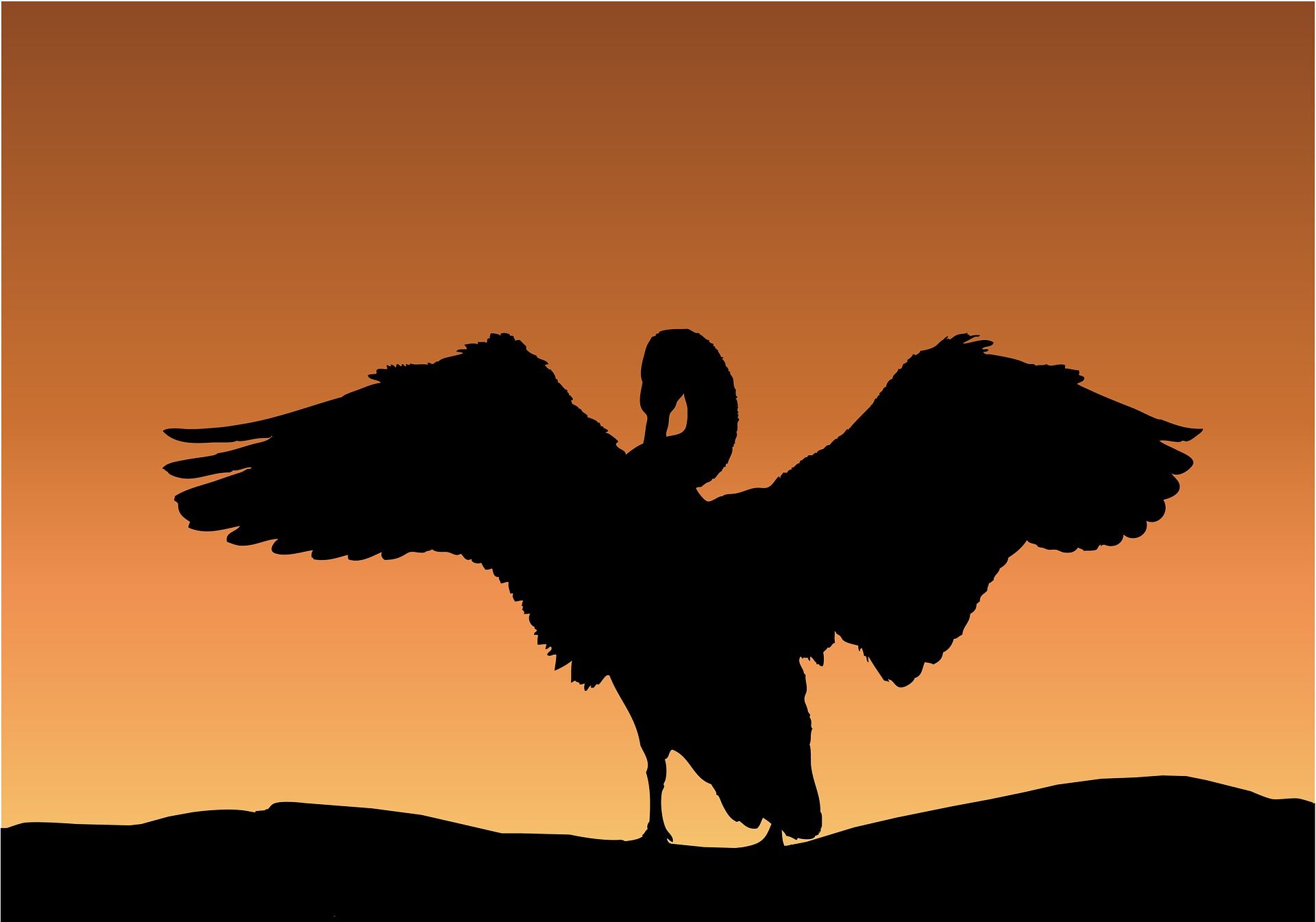 SİYAH KUĞU ve FİNANSAL ÖRNEKLER