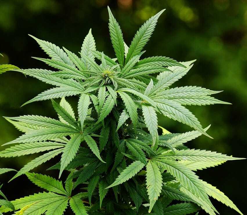 Groningen Begins Cannabis Trial with Legal Weed Sales