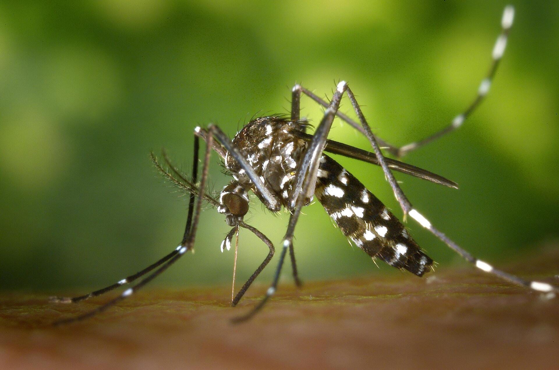 Tiger Mosquito Likely to Become Permanent Resident of Netherlands Within Five Years