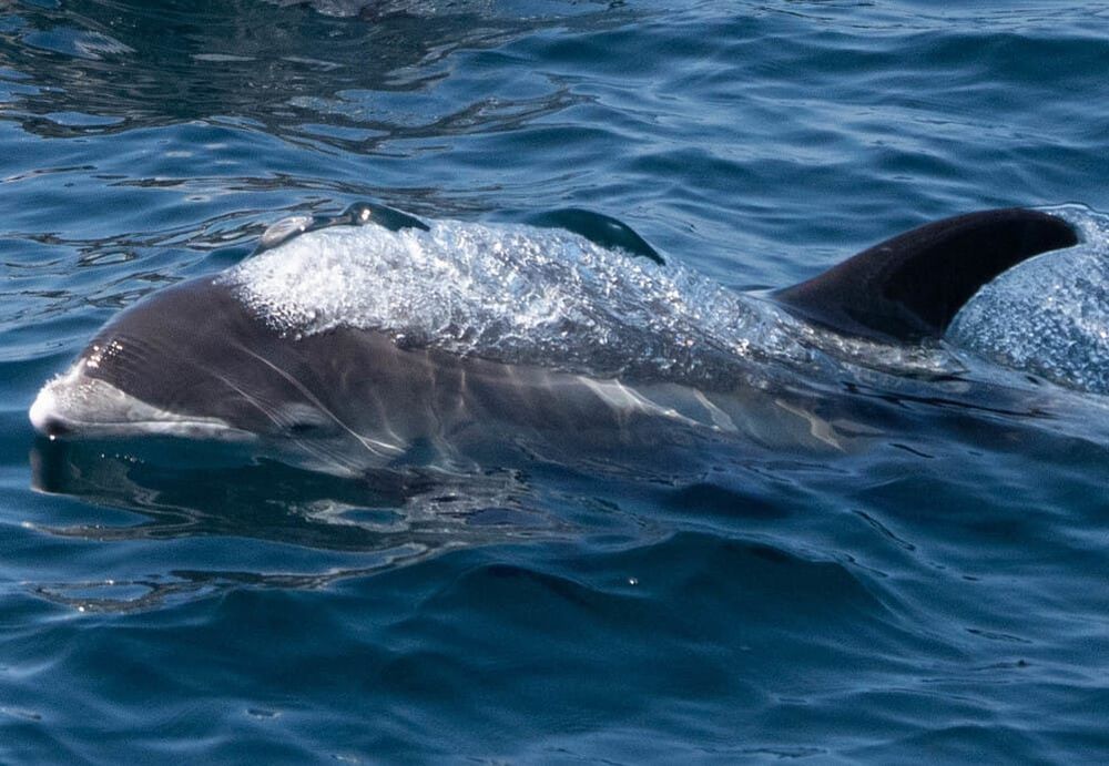 Rare Live White-Beaked Dolphin Rescued from Beach at Egmond aan Zee post image