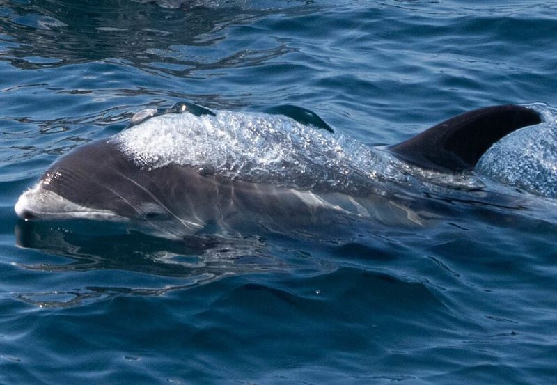 Rare Live White-Beaked Dolphin Rescued from Beach at Egmond aan Zee post image