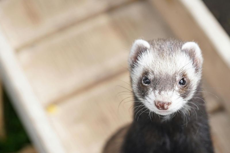 Rotterdam’s Ferret Trial Shows Promising Results in Reducing Rat Population post image
