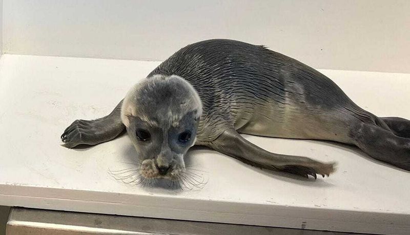 Seal Pup Found at Illegal Rave on Groningen Coast post image