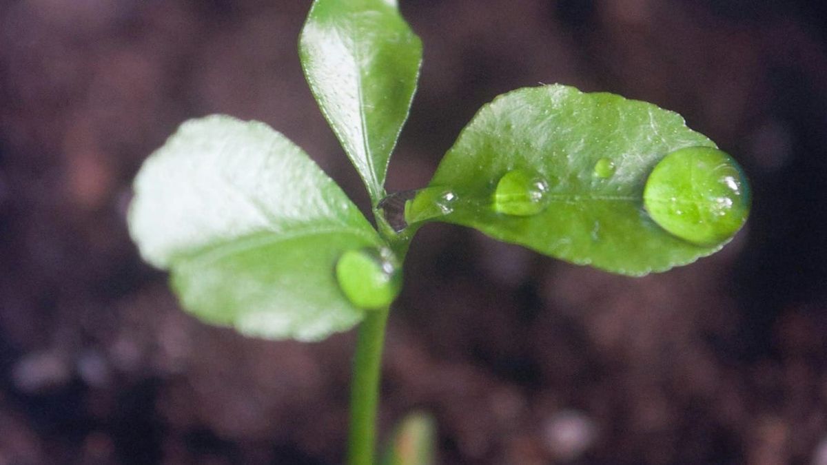 Worried about the Seed