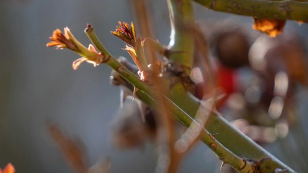 Brambleberries