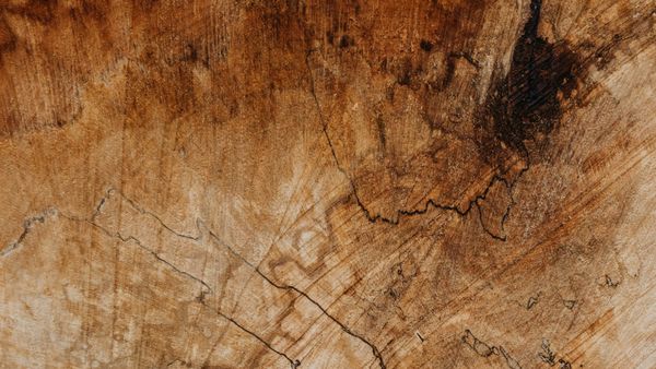 Chapter 5 - Hollowing the Loghouse