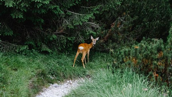 Chapter 3 - The Edge of the Forest