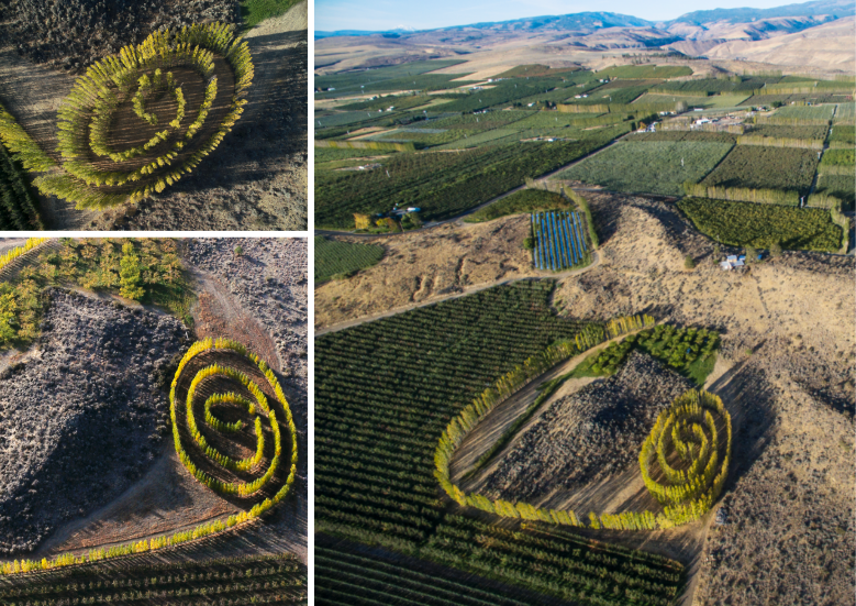 Earth art at Harmony Orchards, Tieton, WA
