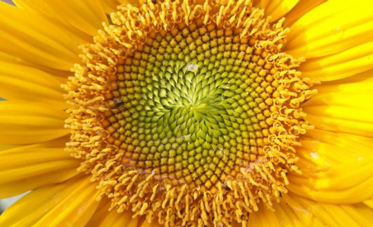 yellow sunflower in bloom close up photo