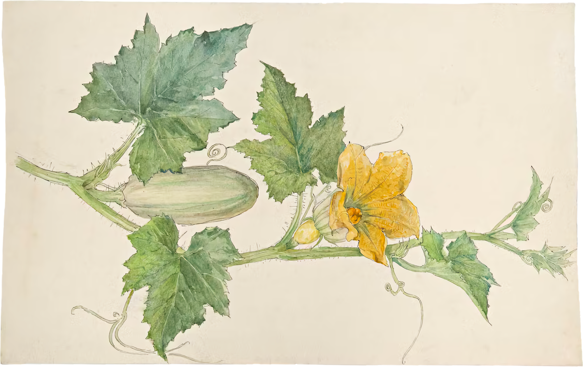 Squash and orange squash blossom horizontal with green leaves